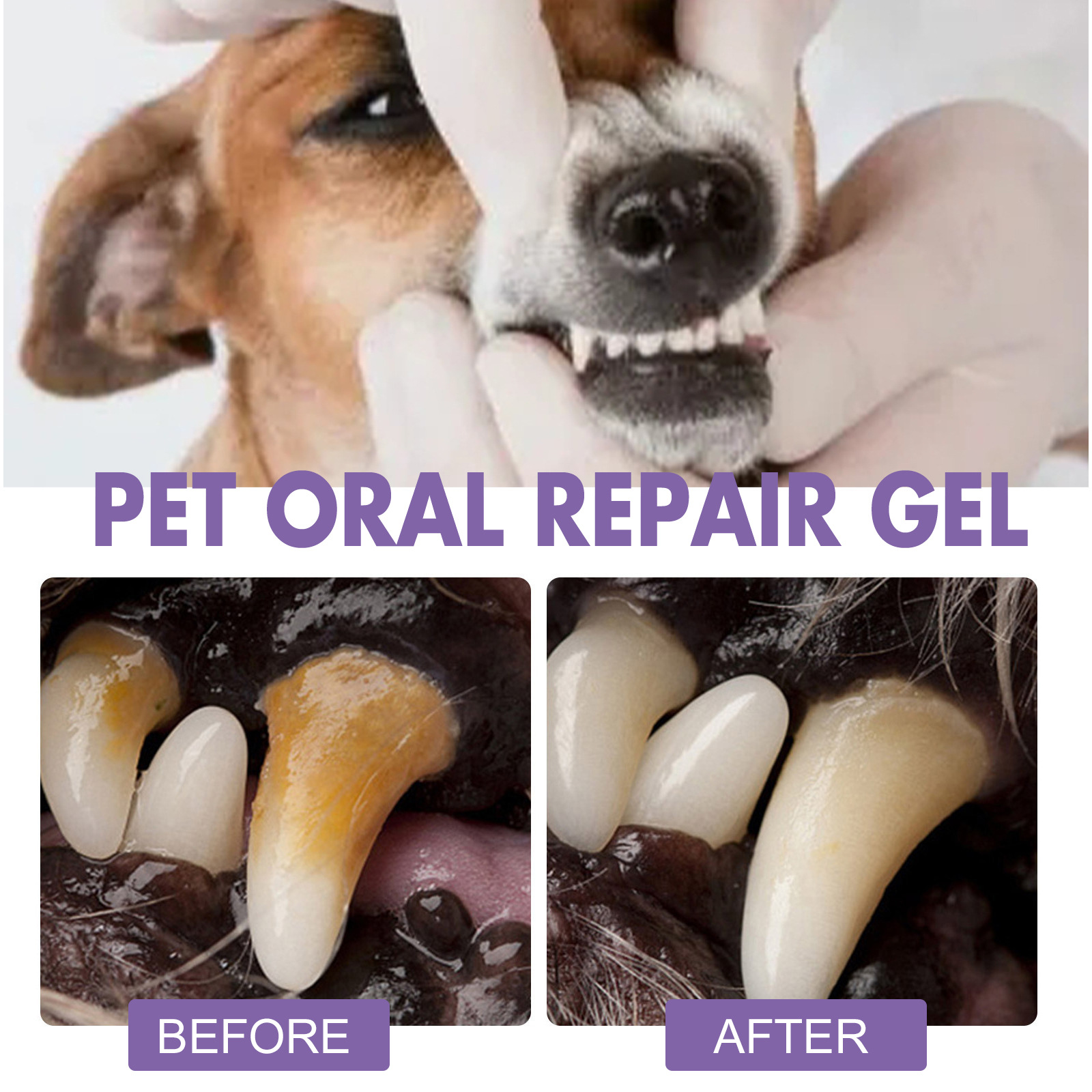 Pet Oral Onarım Jeli Yavru Tar - Teeth Whitening Singapore incelemesi ve fiyatı